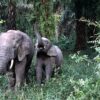 À la Poursuite des Géants Gris : L’Épique Aventure de la Piste des Éléphants en Guinée