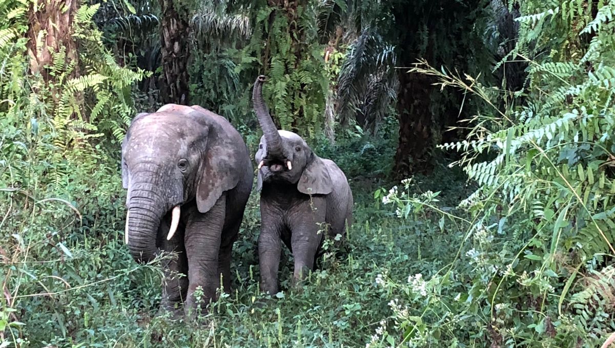 À la Poursuite des Géants Gris : L’Épique Aventure de la Piste des Éléphants en Guinée